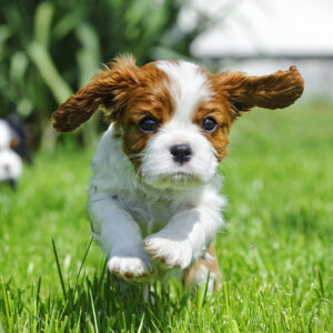 One to One Puppy Training – 2 Sessions + Puppy Classes