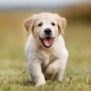 One to One Puppy Training – 2 Sessions only