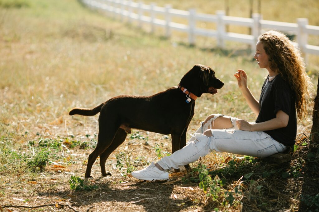 Dog recall training in Northern Ireland